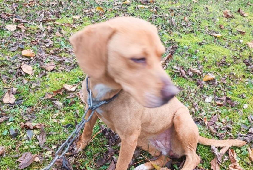 Fundmeldung Hund Weiblich Rigny-Saint-Martin Frankreich