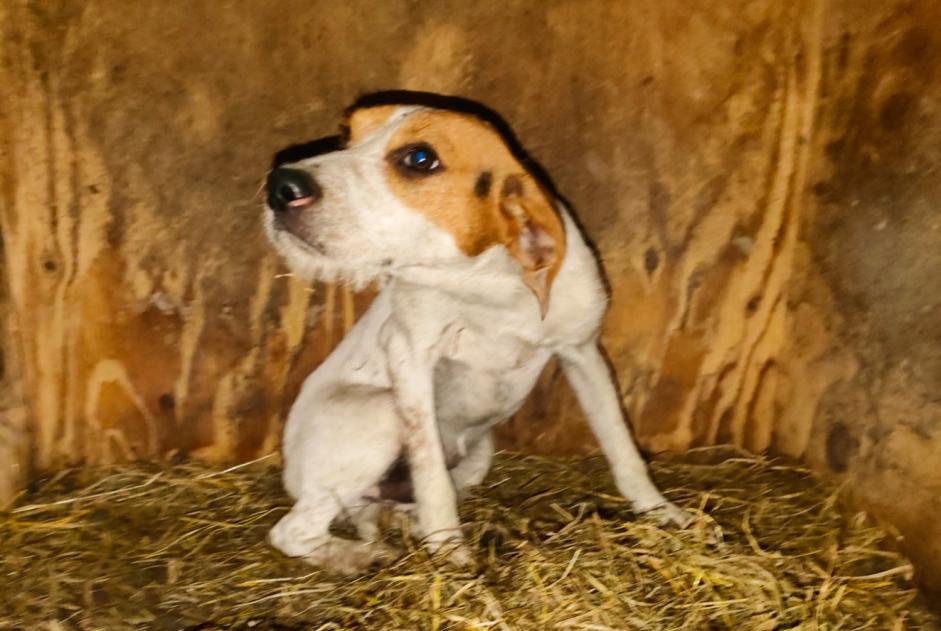 Discovery alert Dog miscegenation Male Louppy-le-Château France