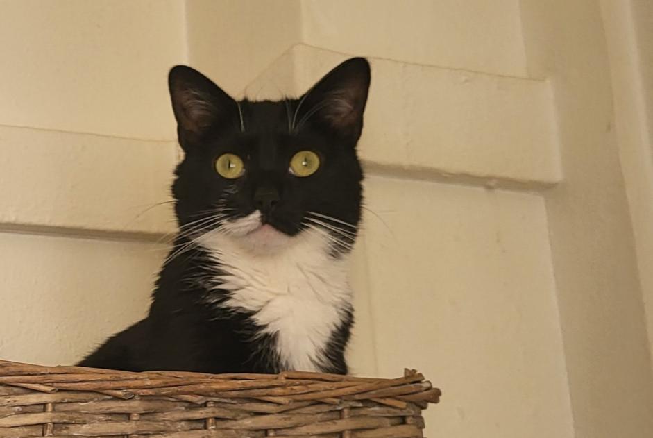 Alerta de Desaparición Gato Hembra , 3 años Verdun Francia