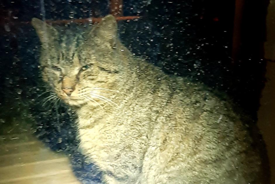 Alerta de Hallazgo Gato Macho Louppy-sur-Loison Francia