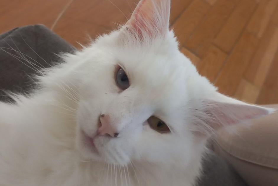 Alerte Disparition Chat Mâle , 5 ans Bar-le-Duc France Alerte Disparition Chat Mâle , 5 ans Bar-le-Duc France