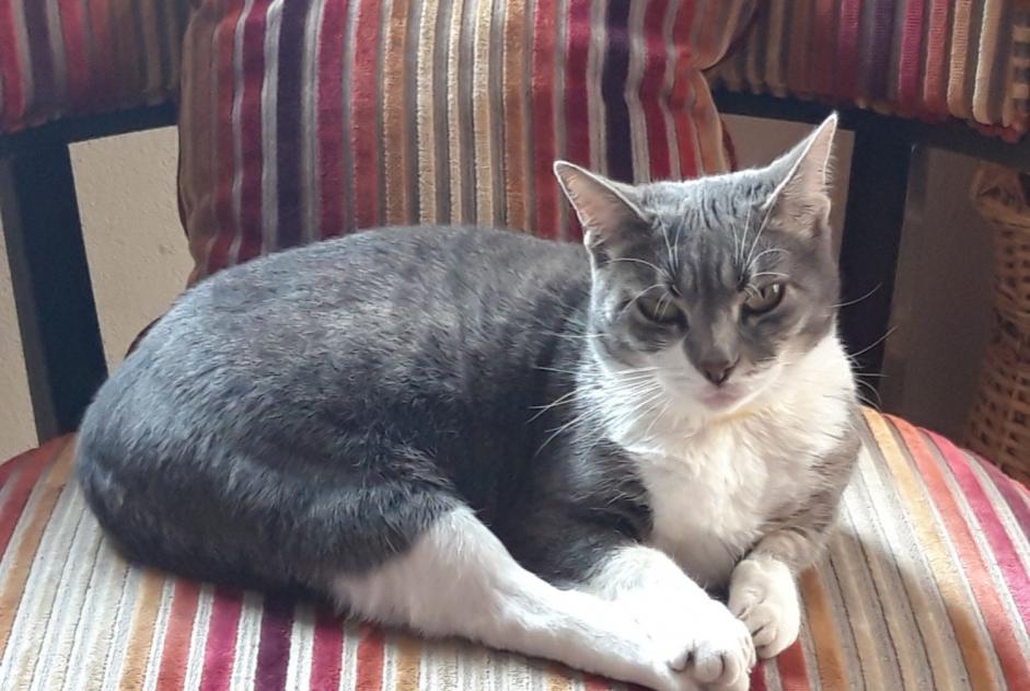 Alerte Disparition Chat Femelle , 6 ans Montiers-sur-Saulx France Alerte Disparition Chat Femelle , 6 ans Montiers-sur-Saulx France