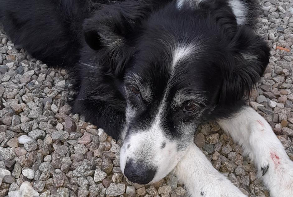 Alerte Découverte Chien  Inconnu Dugny-sur-Meuse France